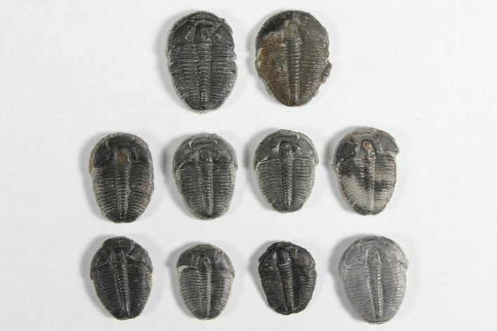 Lot: / Elrathia Trilobites - Pieces #92027